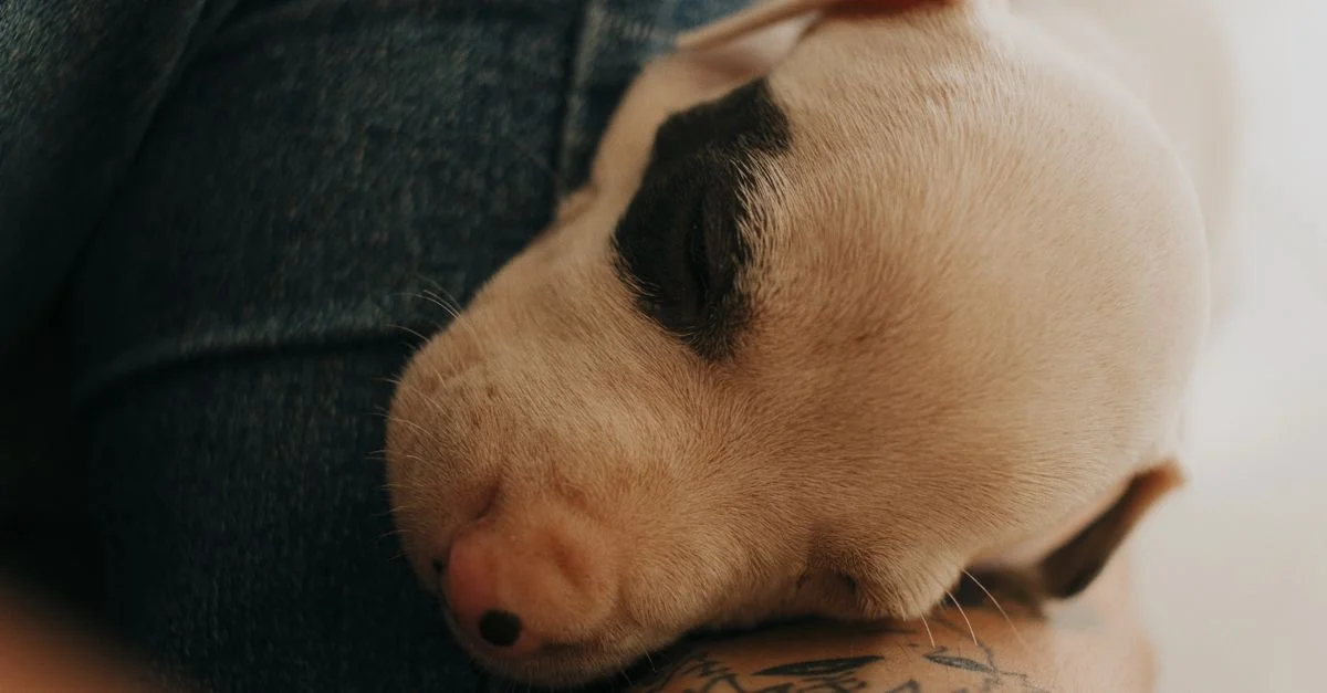 Adorable cachorro durmiendo pacíficamente en un brazo tatuado, mostrando tranquilidad y calidez.